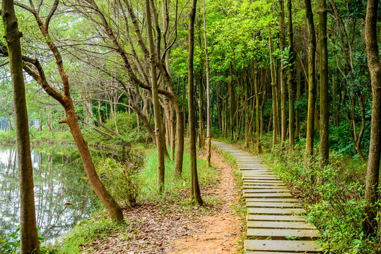陽(yáng)光樹林小路