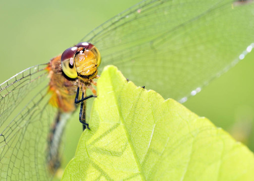 紅寶石meadowhawk