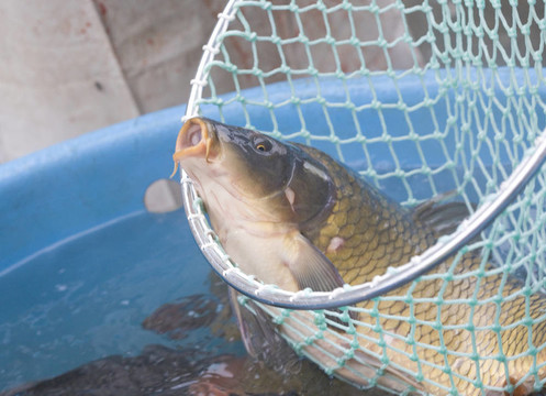 圣誕鯉魚（捷克圣誕傳統(tǒng)）