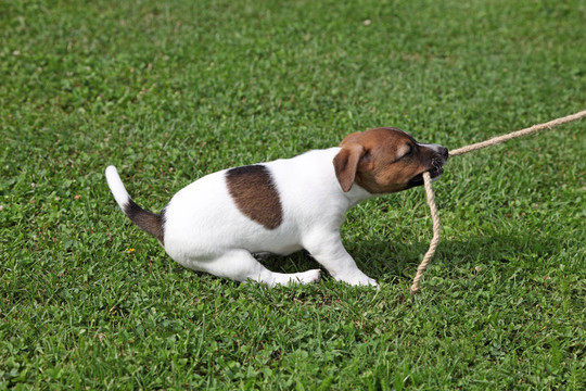 Jack Russel Terrier拽著繩子