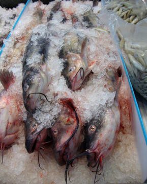 凍結(jié)貓魚