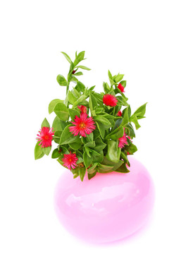 花在花瓶
