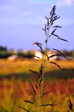 野草