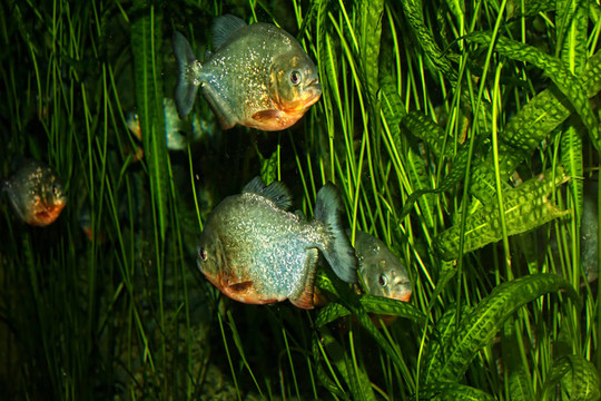 食人魚(yú)