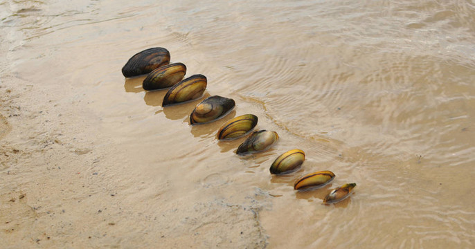 河海扇殼