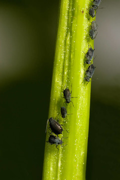黑豆蚜（Aphis fabae）