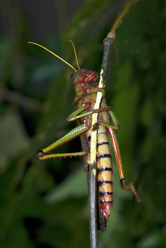 巨大的蝗蟲（Tropidacris collaris）