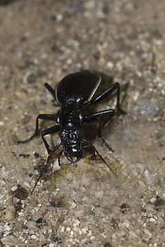 穴居的地面甲蟲（passalidius fortipes）