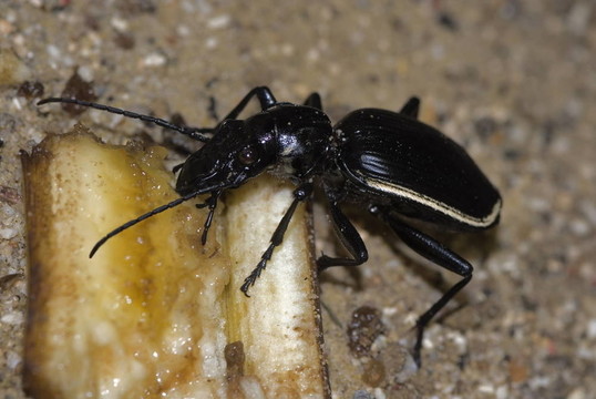 穴居的地面甲蟲（passalidius fortipes）