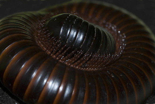 非洲巨大的千足蟲（spirostreptus竹材）