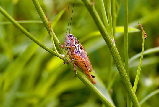 Roesel s bush的蟋蟀（Metrioptera roeseli）