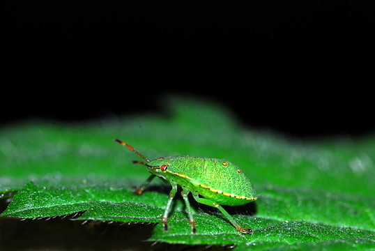綠色的盾蟲(chóng)（Palomena prasina）