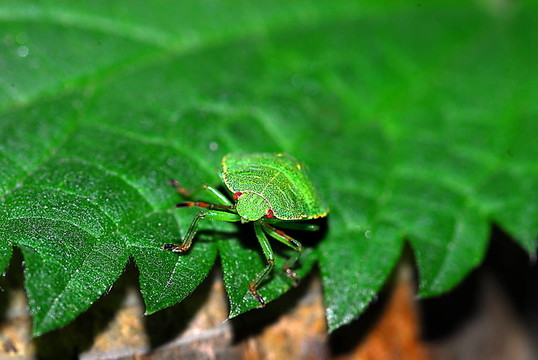 綠色的盾蟲（Palomena prasina）