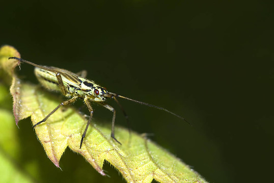 草甸植物的bug（圓額盲蝽dolobrata）