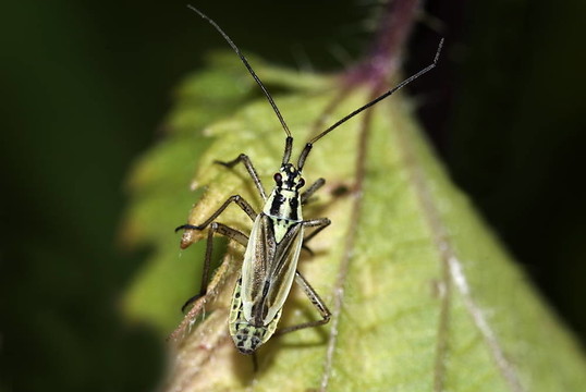 草地的盲蝽若蟲（圓額盲蝽dolobrata）