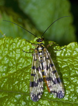 常見(jiàn)的蝎蛉（Panorpa communis）