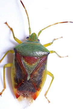 樺木盾蟲（elasmostethus interstinctus）