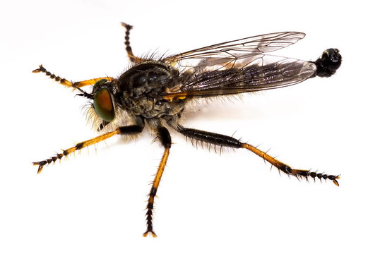 普通錐食蟲虻（neoitamus cyanurus）