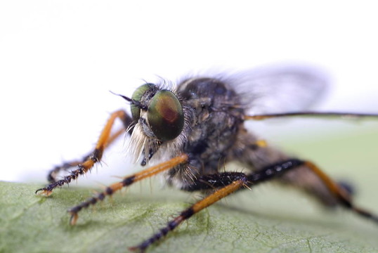 普通錐食蟲虻（neoitamus cyanurus）