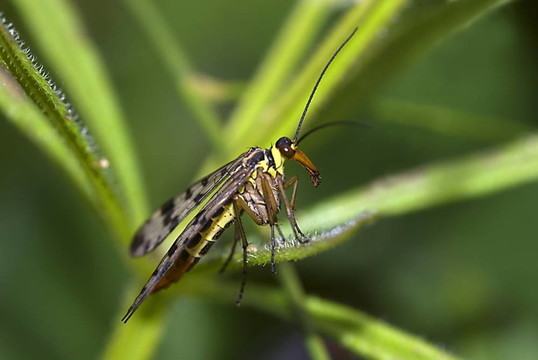 常見的蝎蛉（Panorpa communis）
