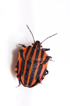 條紋盾蟲（Graphosoma lineatum）