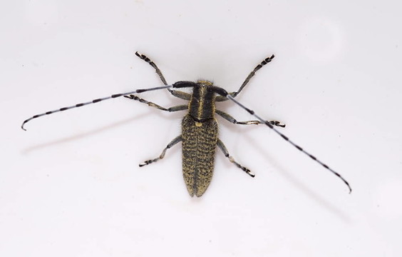 金開灰色的長角牛是（agapanthia villosoviridescens）