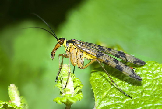 常見(jiàn)的蝎蛉（Panorpa communis）