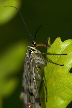 常見的蝎蛉（Panorpa communis）