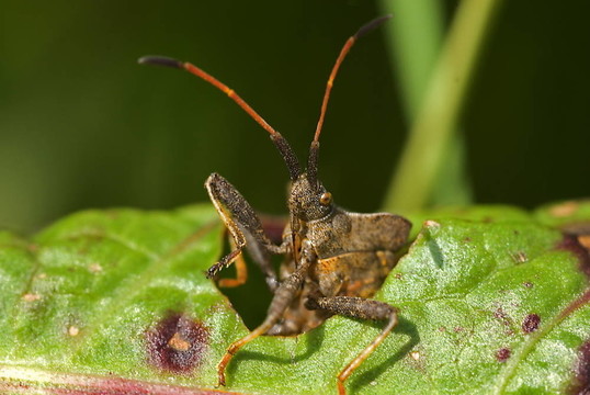 紅褐色案的Squashbug（gonocerus acuteangulatus）