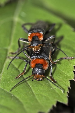 士兵甲（斑蝥fusca）交配