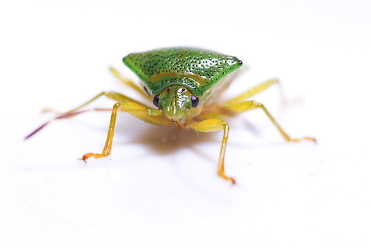 樺木盾蟲(chóng)（elasmostethus interstinctus）