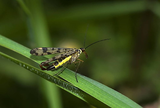 常見(jiàn)的蝎蛉（Panorpa communis）