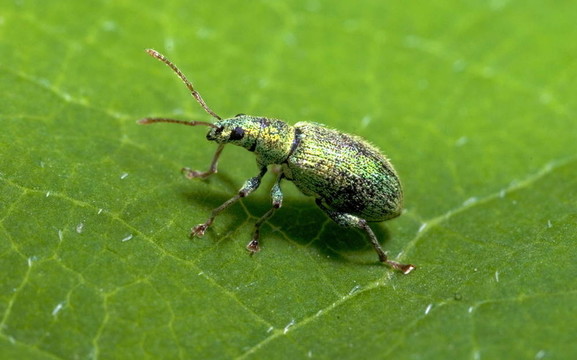 小綠甲蟲（Polydrusus sericeus）在一片葉子上