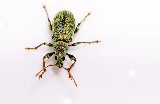 小綠甲蟲（Polydrusus sericeus）