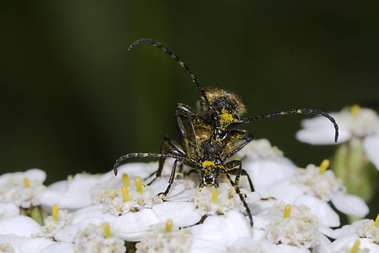 常見(jiàn)的天牛（Stictoleptura rubra）交配