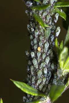 綠色的蚜蟲的殖民地（aphidoidae）