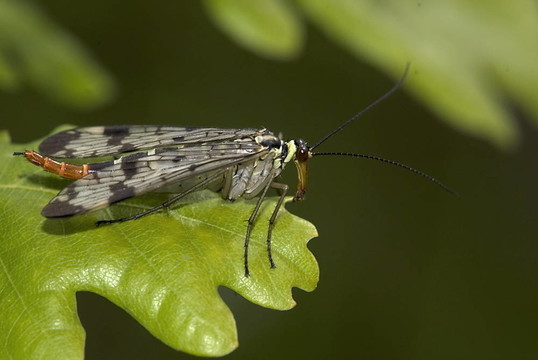 常見(jiàn)的蝎蛉（Panorpa communis）