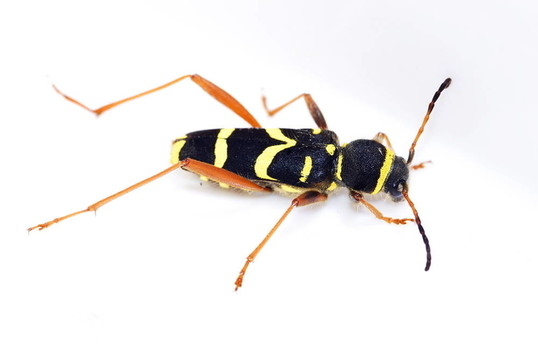 Wasp Beetle（克萊特斯白羊座）