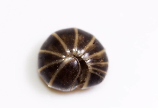 Pill millipede（Glomeris金邊瑞香）