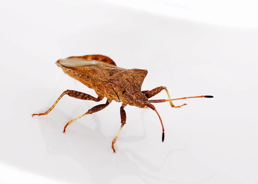 紅褐色案的Squashbug（gonocerus acuteangulatus）