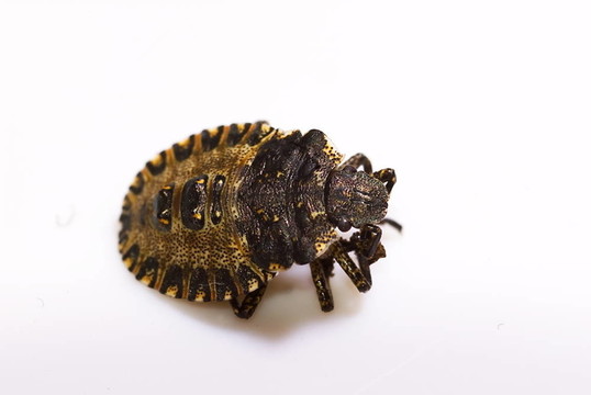 森林的蝽若蟲（Pentatoma rufipes）