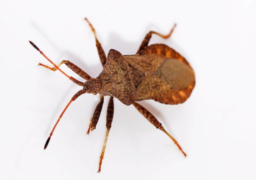 紅褐色案的Squashbug（gonocerus acuteangulatus）