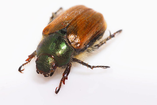 邊緣葡萄金龜子（Anomala dubia）