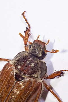 金龜子；（Melolontha melolontha）
