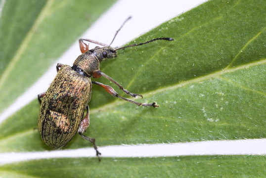 Weevil（云杉樹葉象）