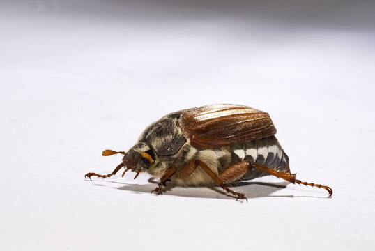 金龜子；（Melolontha melolontha）