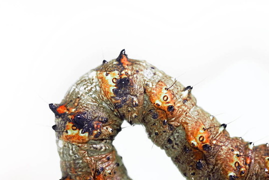 綠色斑紋crescen卡特彼勒（allophyes oxyacanthae）