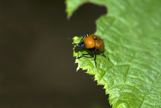 橡樹輥象鼻蟲（Attelabus nitens）