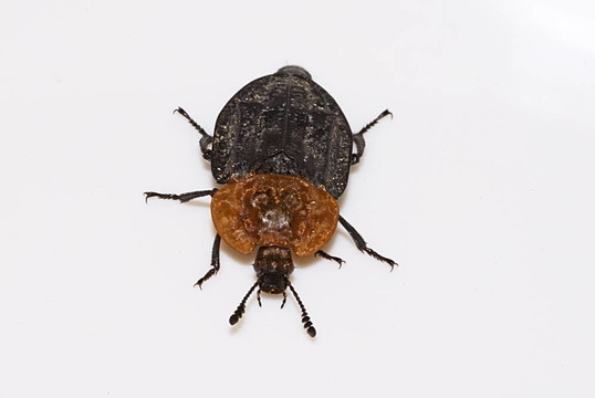 腐尸甲蟲（Oiceoptoma thoracicum）