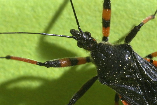 刺獵蝽（rhinocoris annulatus）